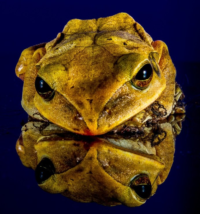 Тигровая лягушка