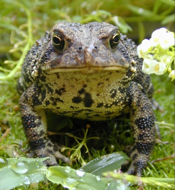 Серая жаба Bufo Bufo