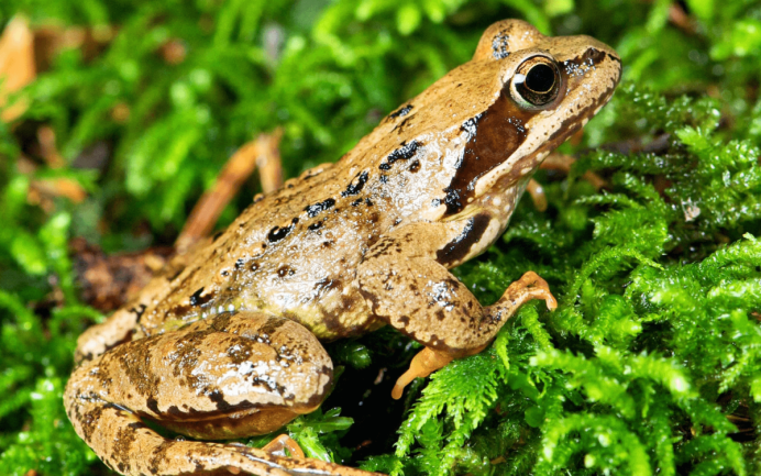Огромные лягушки в Австралии