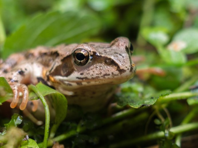 Лесная лягушка(Rana sylvatica) ареал