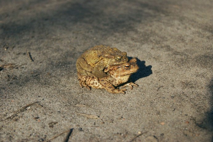 Красноглазая древесная лягушка Коста Рика