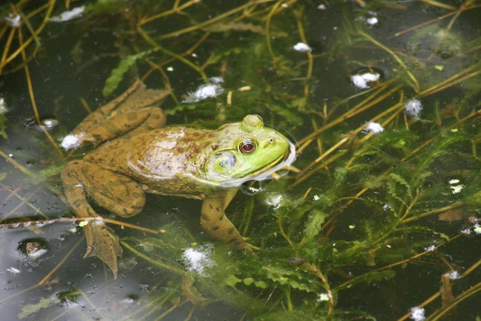(Bufo viridis жаба