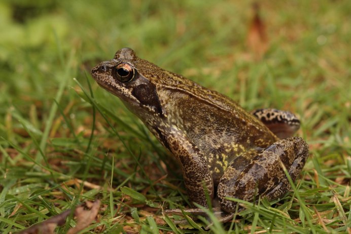 Жаба Пискун