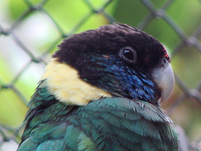 Воротничковый попугай