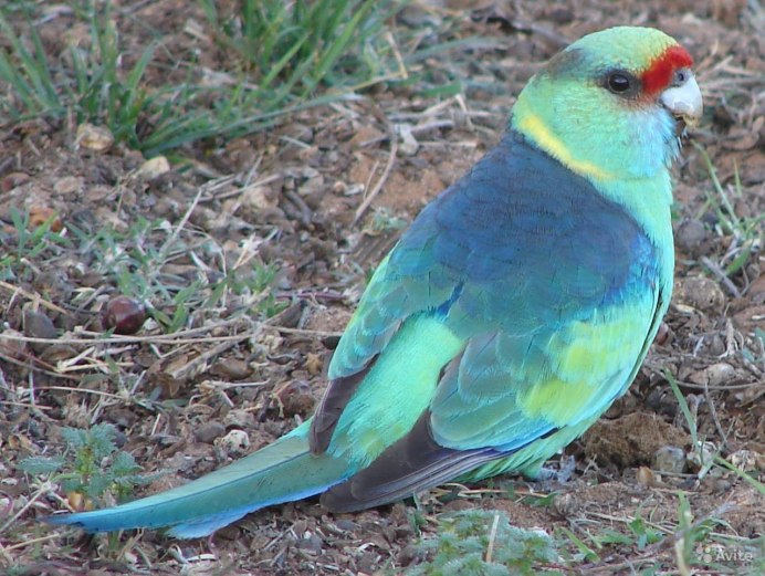 Воротничковая Розелла