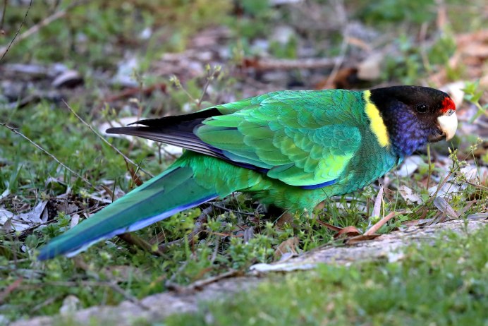 Волнистый корелла Розелла