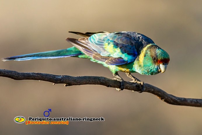 Воротничковый попугай