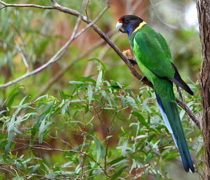 Воротничковая Розелла