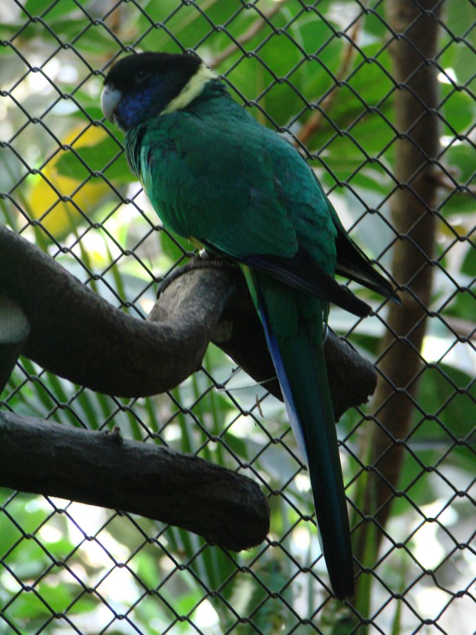 Веерные (ястребиноголовые) попугаи