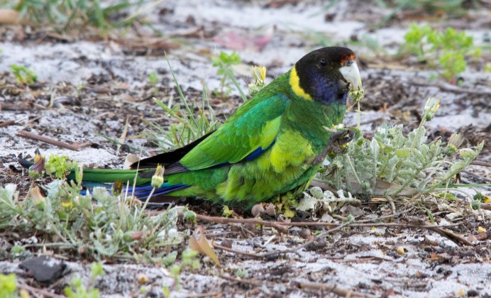 Розелла Бернарда