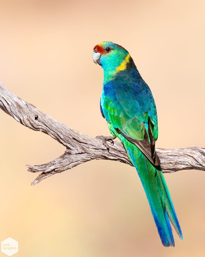 Индийский воротничковый попугай