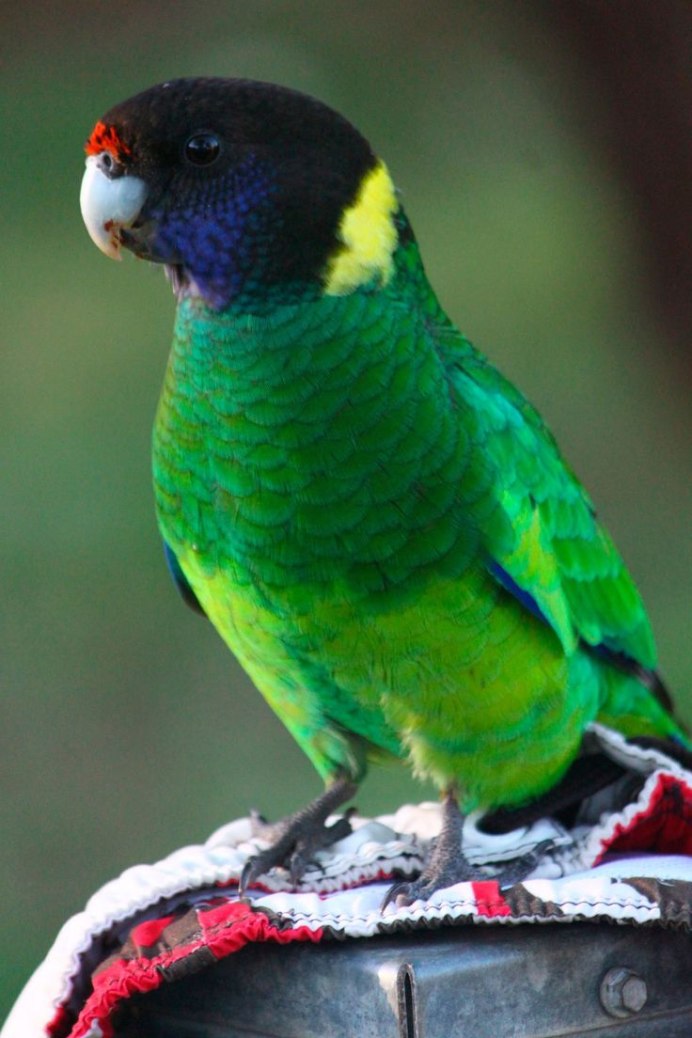 Аратинга ендайя попугай