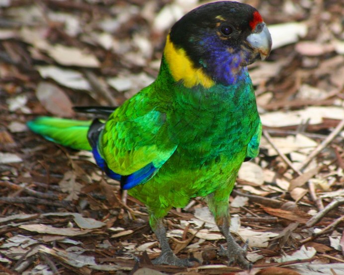 Барнардов попугай Barnardius zonarius