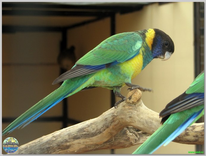 Попугай Розелла Бернарда