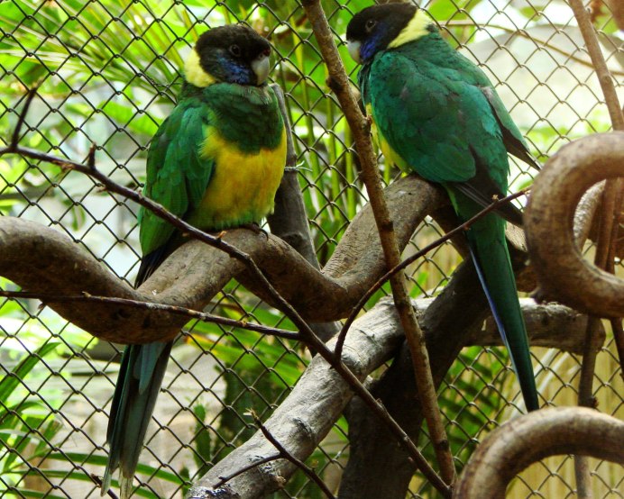 Попугай Розелла Бернарда