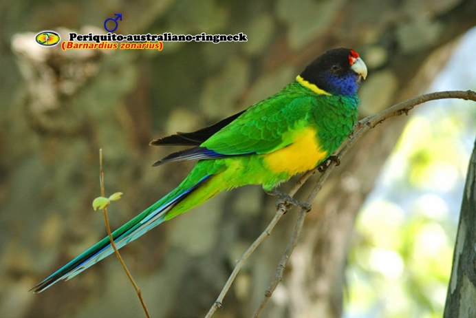 Попугай Бернардо