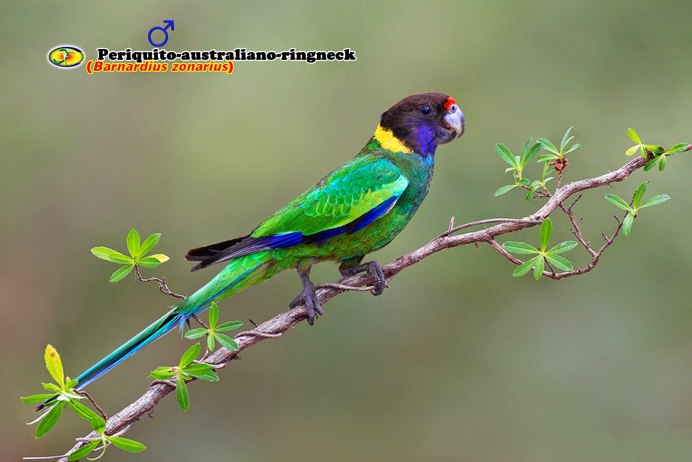 Воротничковая Розелла