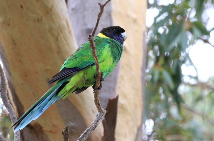 Воротничковый попугай