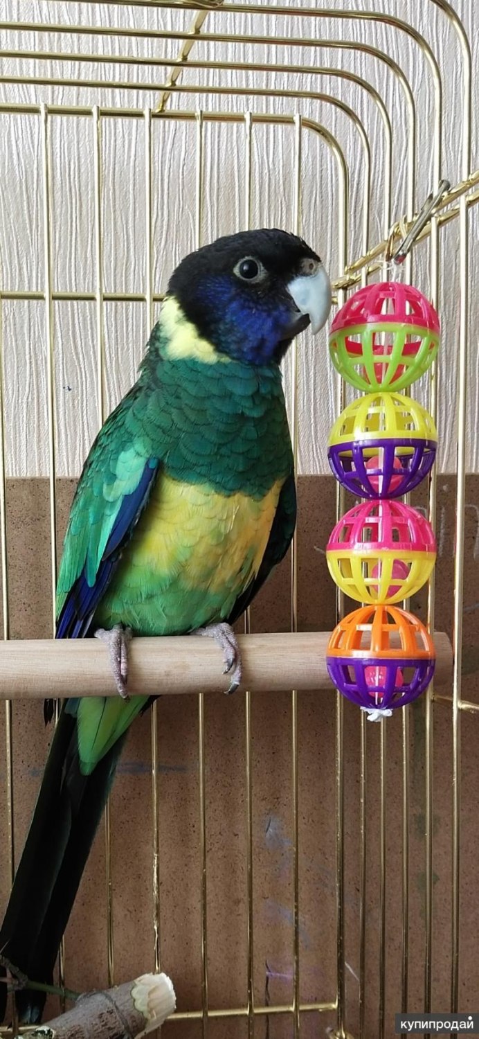 Розелла лютино