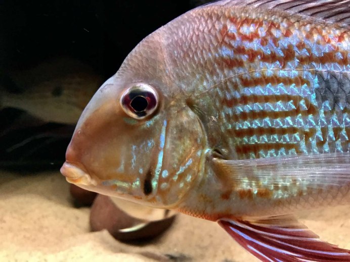 Рыбка геофагус