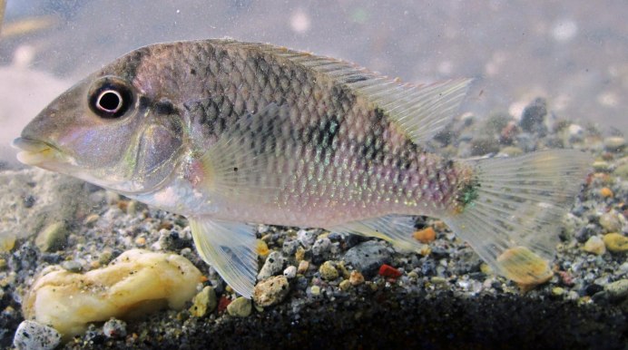 Gymnogeophagus gymnogenys