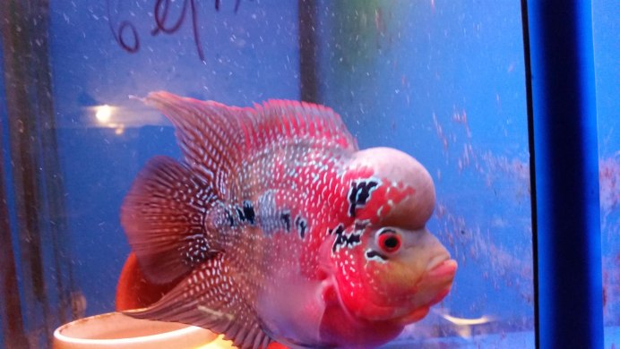 Геофагус Тапажос