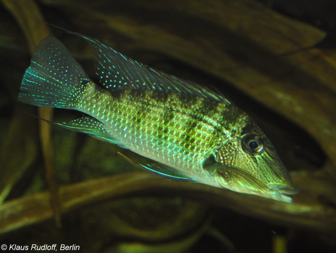 Геофагус Штайндахнера