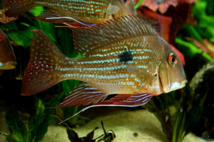 Геофагус Штайндахнера мальки