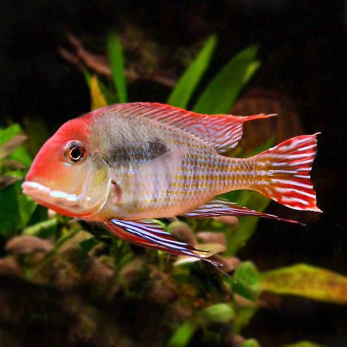 Геофагус красноголовый Тапажос