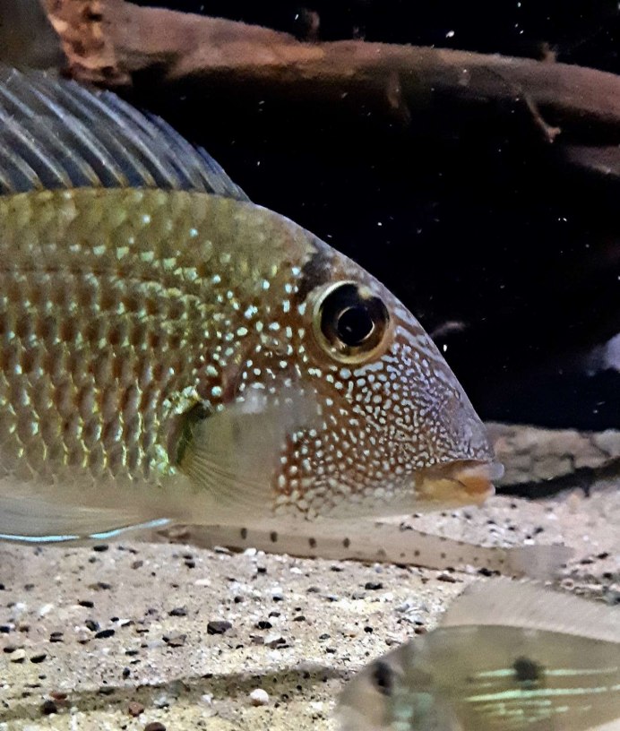 Цихлазома геофагус