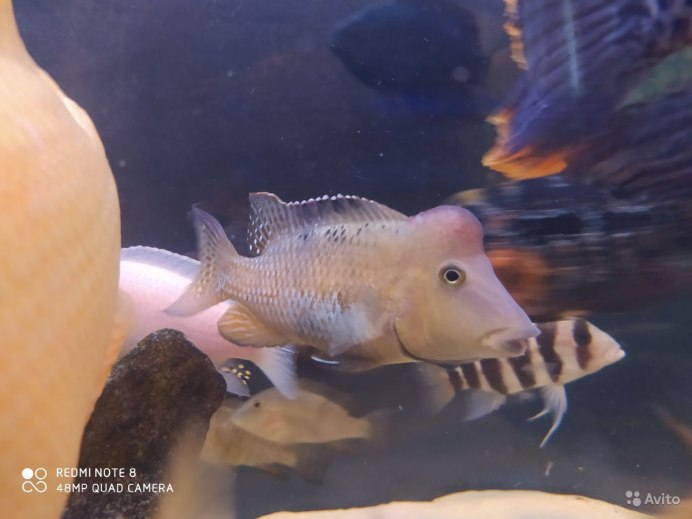 Геофагус таениопареус