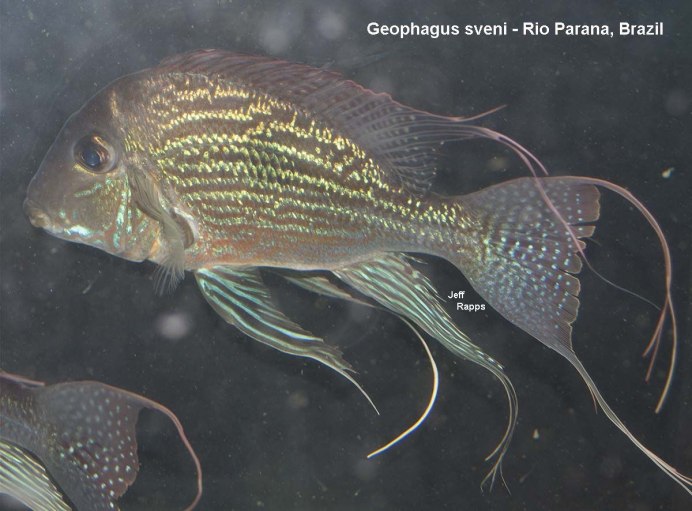 Геофагус Штайндахнера