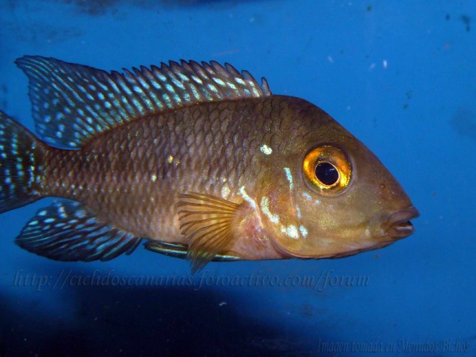 Геофагус Вайнмиллера