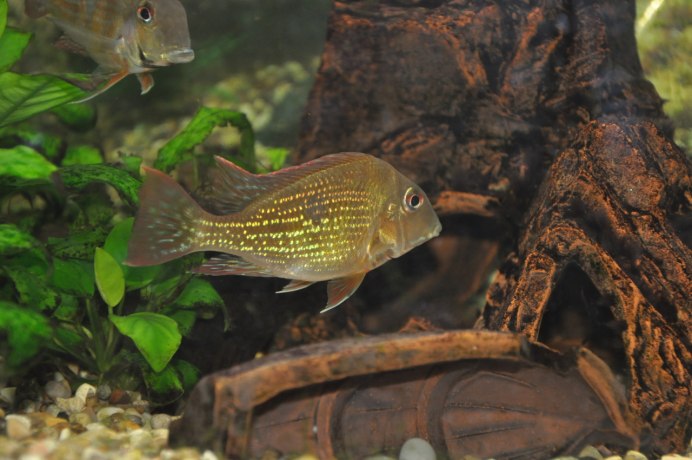 Геофагус альтифронс