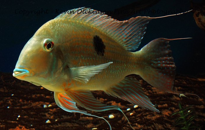 Цихлида Geophagus Brasiliensis