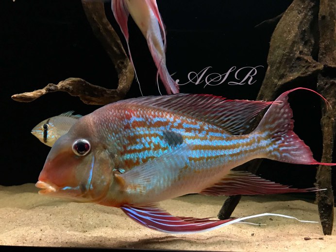 Геофагус красноголовый