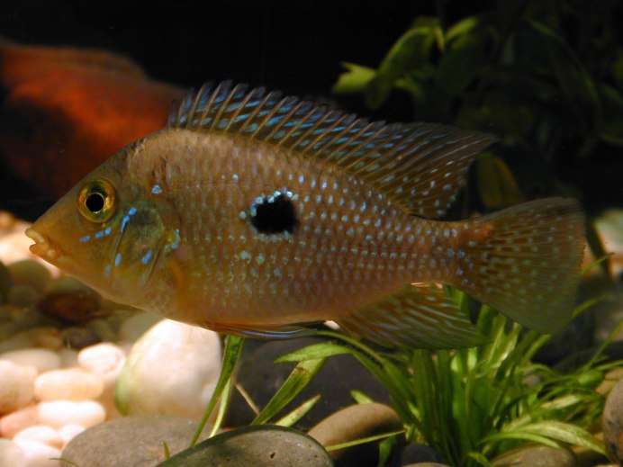 Йодохромис цихлида