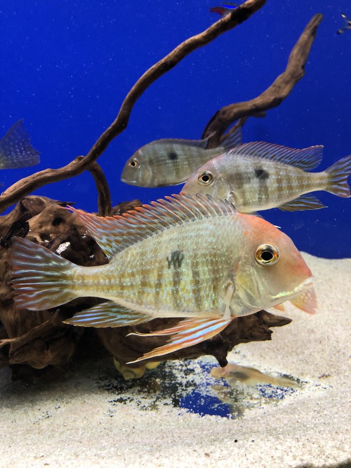 Геофагус бразильский