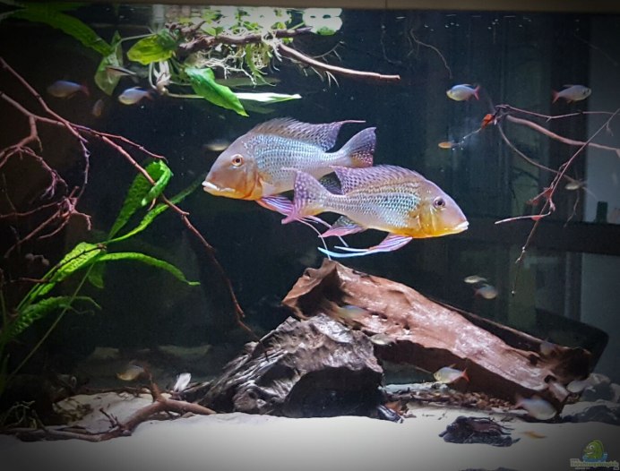 Геофагус таениопариус