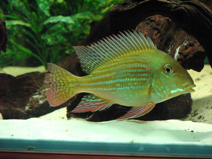 Geophagus Brasiliensis