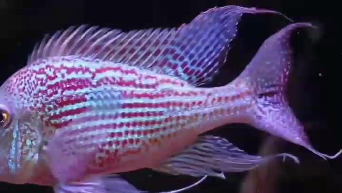 Геофагус Свени Рио Парана