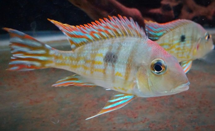 Рыбка геофагус