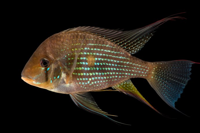 Геофагус красноголовый Тапажос