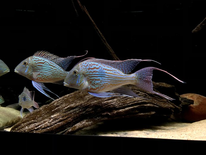 Цихлиды геофагус