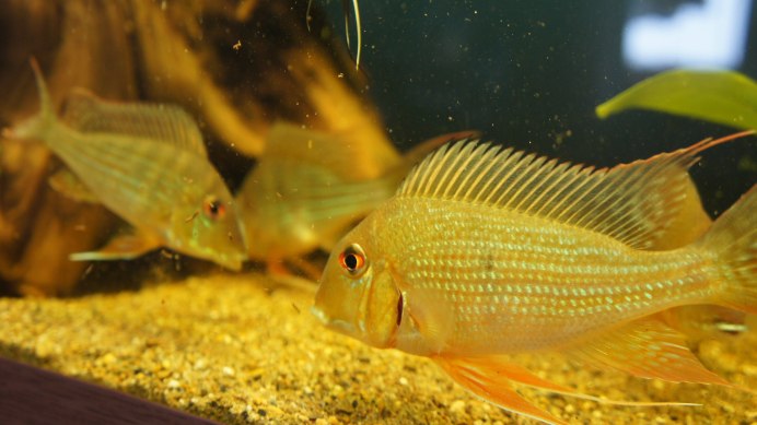 Геофагус Вайнмиллера