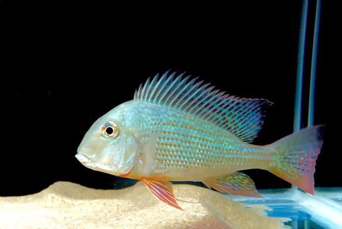 Геофагус Краснощекий