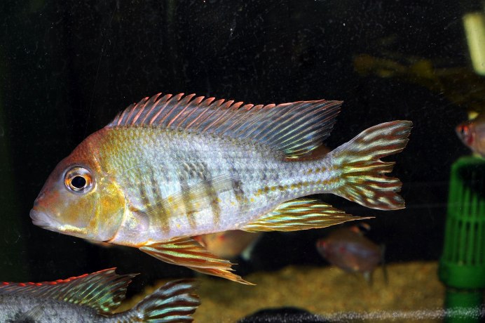 Geophagus megasema