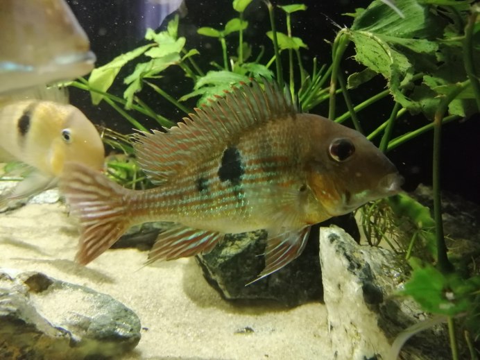 Геофагус Пеллегрини