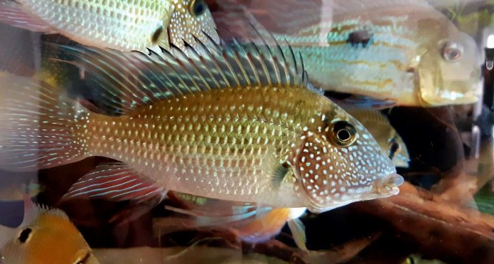 Цихлида Geophagus Brasiliensis