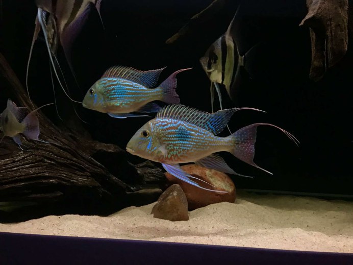 Геофагус Свени Рио Парана